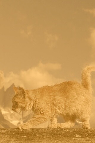 Рыжий котик в горах обои