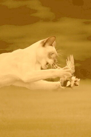 Кошка ловит птичку обои