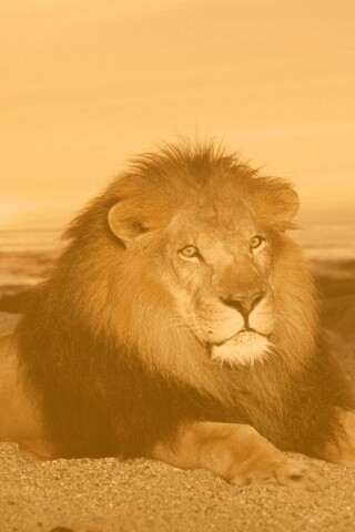 Лев на берегу океана обои