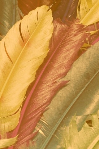 Разноцветные перья обои