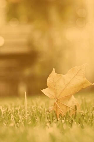 Зеленый лист на траве обои