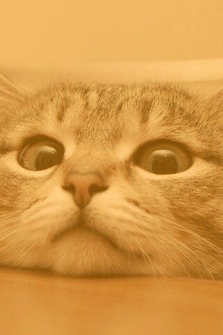 Любопытный котейка обои