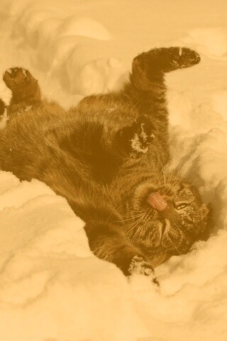 Кот валяется в снегу обои