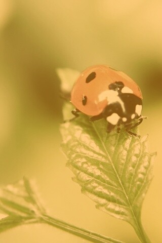 Божья коровка в макро обои