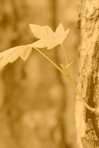 Молодой листик обои