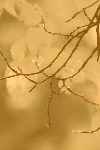 Осенние ветки без листьев обои