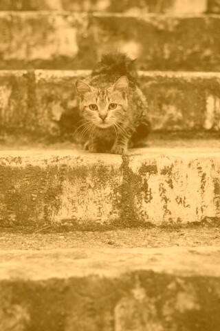 Растрепанная кошка на ступеньках лестницы обои