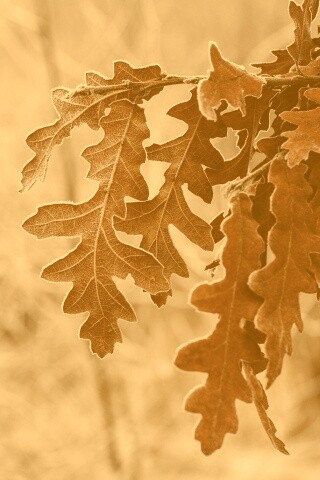 Дубовые листья обои