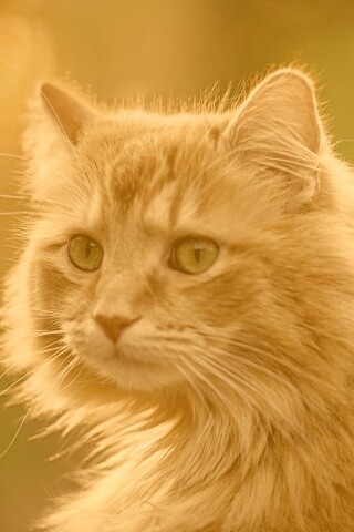 Рыжий кот в лучах солнца обои