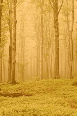 Опушка осинового леса обои