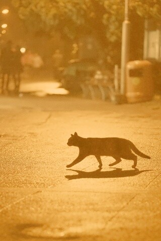 Кошка на ночной улице обои