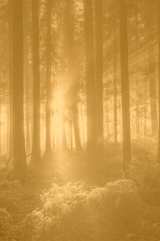 Свет пробивается сквозь стволы деревьев обои