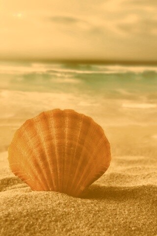 Раковина на летнем бережке обои