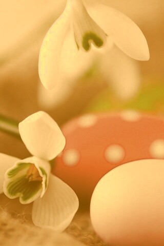 Белый цветок и яйца обои