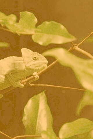 Хамелеон в листве обои