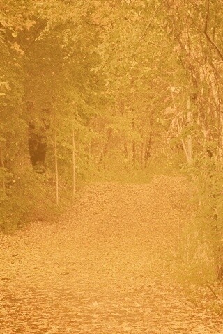 Дорожка в осеннем лесу обои