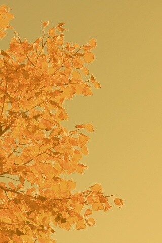 Ветви с пожелтевшими листьями на фоне неба обои