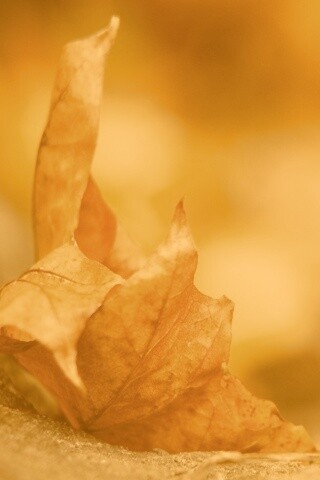 Пламенеющий осенний лист обои