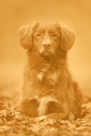 Осенний пес обои