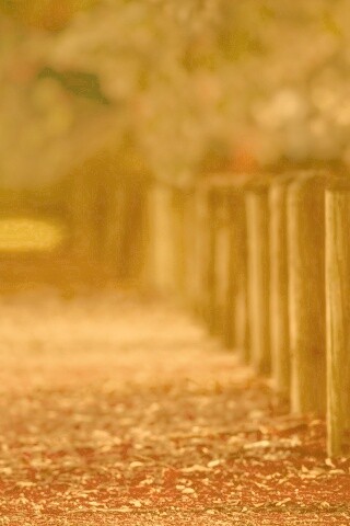 Аллея усеянная листвой обои