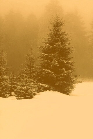 Ёлки в сугробах обои