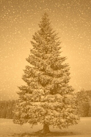 Ель в снегопад обои