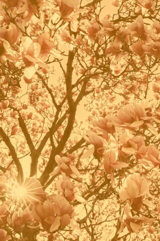 Магнолия обои