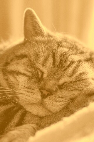 Спящий кошак обои