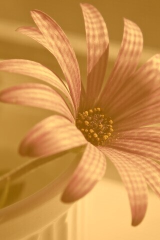 Сиреневый цветок в стакане обои