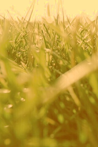 Трава обои