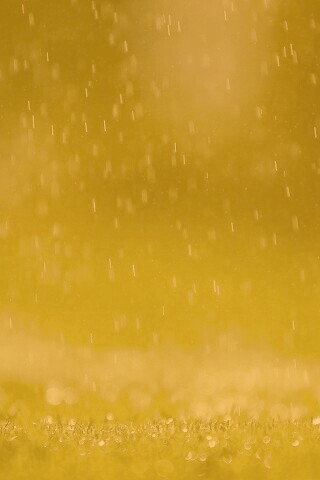 Трава под дождем обои