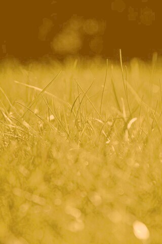 Трава обои