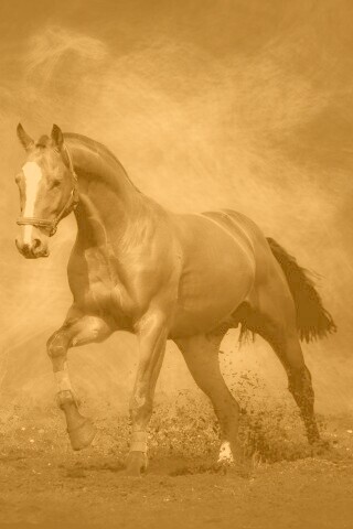 Лошадь обои