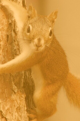 Белка на дереве обои