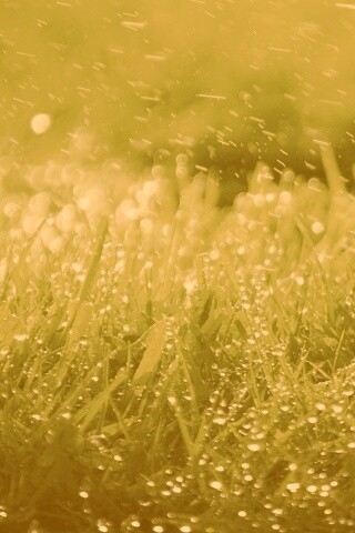Роса на траве обои