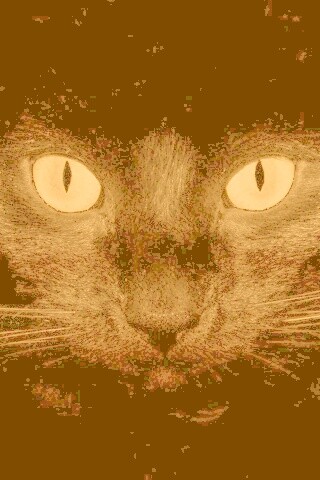 Черный кот обои