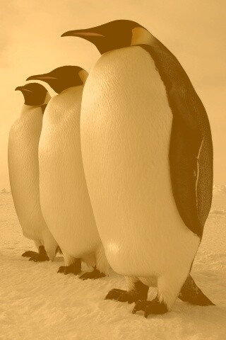 Слет пингвинов обои