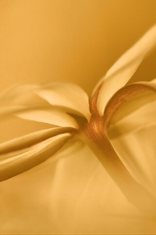 Цветок обои