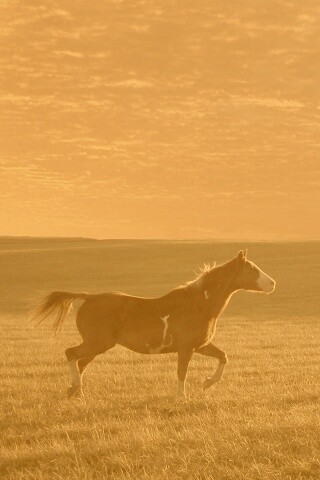 Мустанг обои