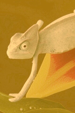 Хамелеон обои