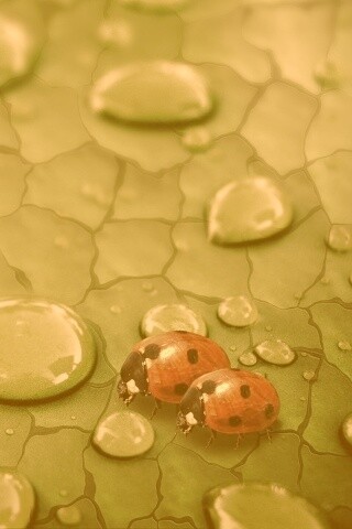 Божьи коровки обои