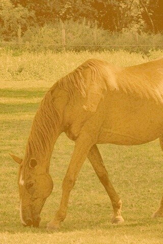 Лошади обои