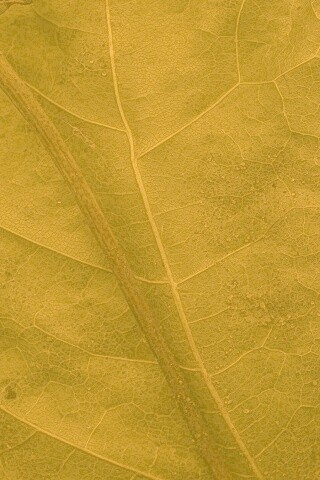 Макро зеленый лист обои