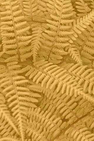 Папоротник обои