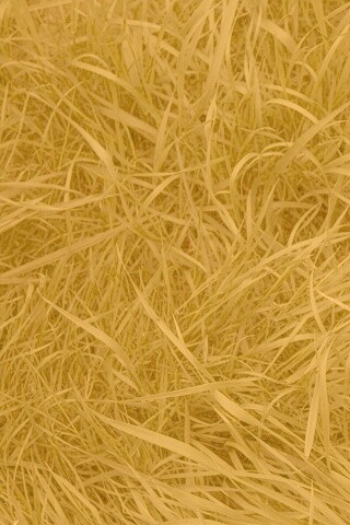 Зеленая трава обои