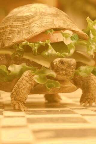 Черепахбургер обои