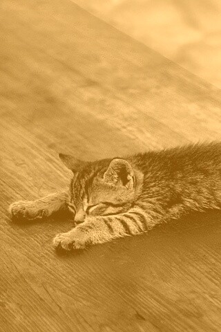 Растянувшийся кошара обои