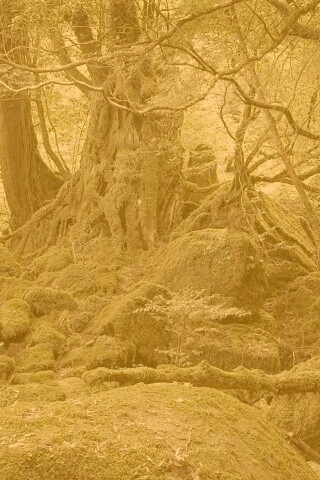 Древний лес обои