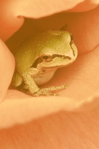 Куда это ты смотришь? обои