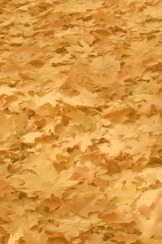 Листья клена обои